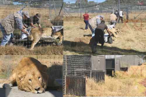 Videos: Concluye PROFEPA traslado de felinos de la Ajusco a UMAS de 20 entidades